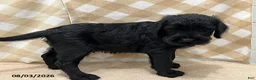 Giant Schnauzer dogs for sale: Billy - Ad 4