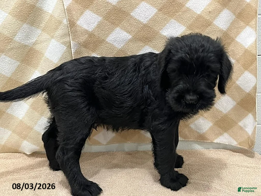 Giant Schnauzer dogs for sale: Billy - Ad 4