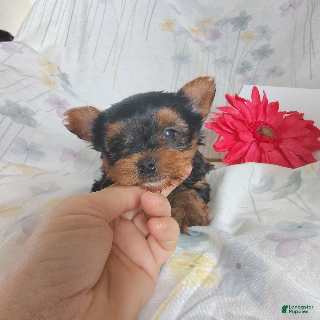 Yorkshire Terrier dogs for sale: Catrina - Ad 2