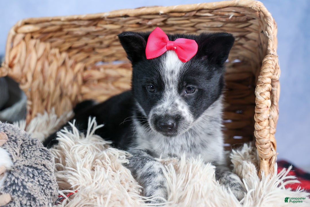 Mixed Breed dogs for sale: DOLLY - Ad 6