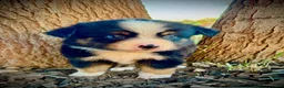 Miniature Australian Shepherd dogs for sale: Banner - Ad 6