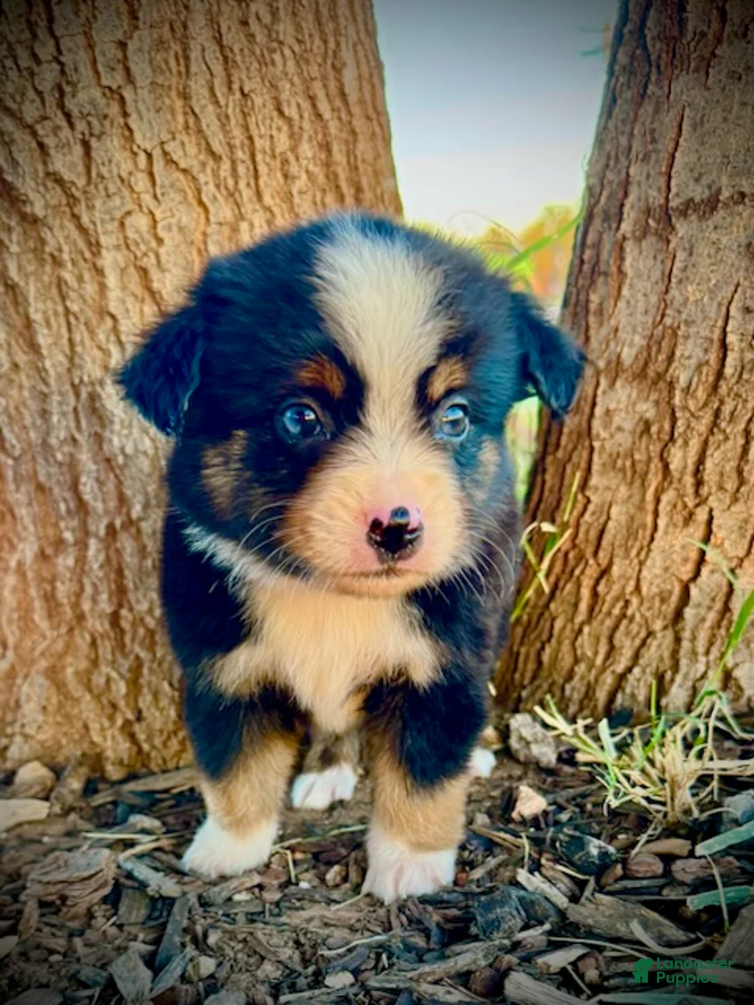Miniature Australian Shepherd dogs for sale: Banner - Ad 6