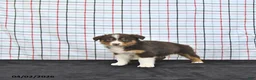 Australian Shepherd dogs for sale: Paige - Ad 2