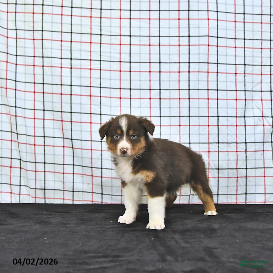 Australian Shepherd dogs for sale: Paige - Ad 2