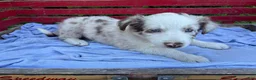 Australian Shepherd dogs for sale: Celia - Ad 3