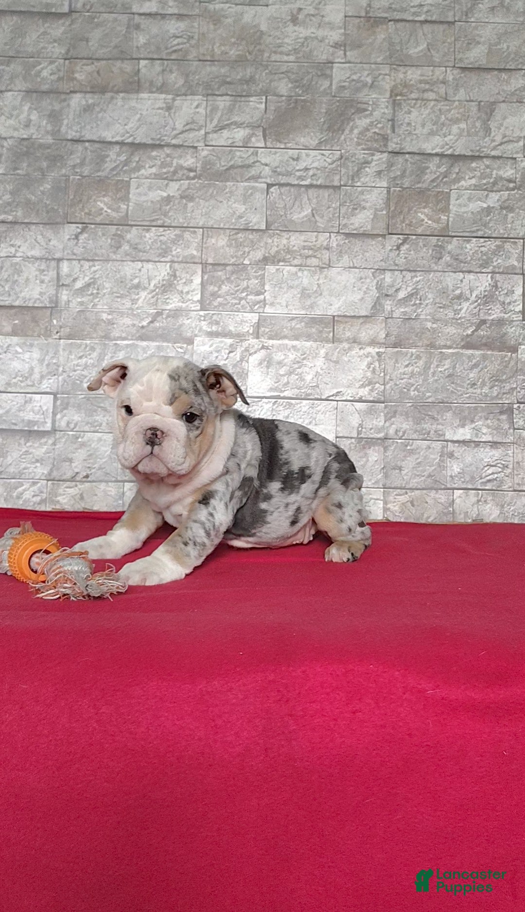 English Bulldog dogs for sale: Renae - Ad 5