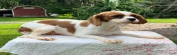 Cavalier King Charles Spaniel dogs for sale: Beau - Ad 8