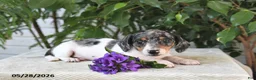Dachshund dogs for sale: Penny - Ad 3