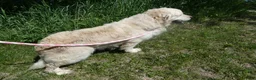 Golden Retriever dogs for sale: Golden Retriever Puppy1 Jack - Ad 3