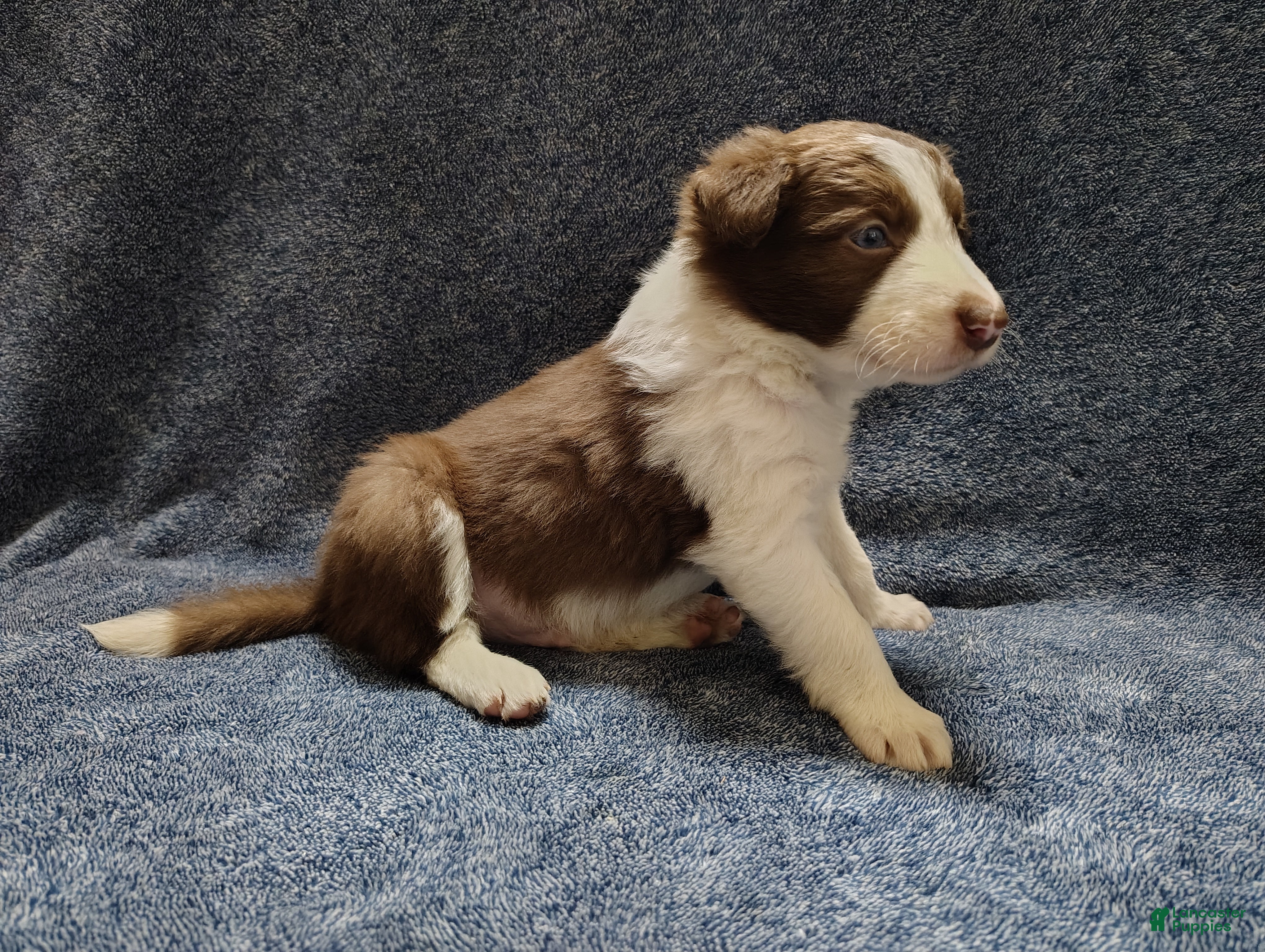 Border Collie dogs Atticus  - Ad 1