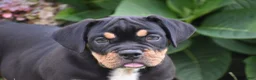 Beabull dogs for sale: Champ - Ad 6
