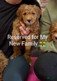 Mini Goldendoodle dogs Wyatt 💙 Genetic Clear Parents - Ad 1
