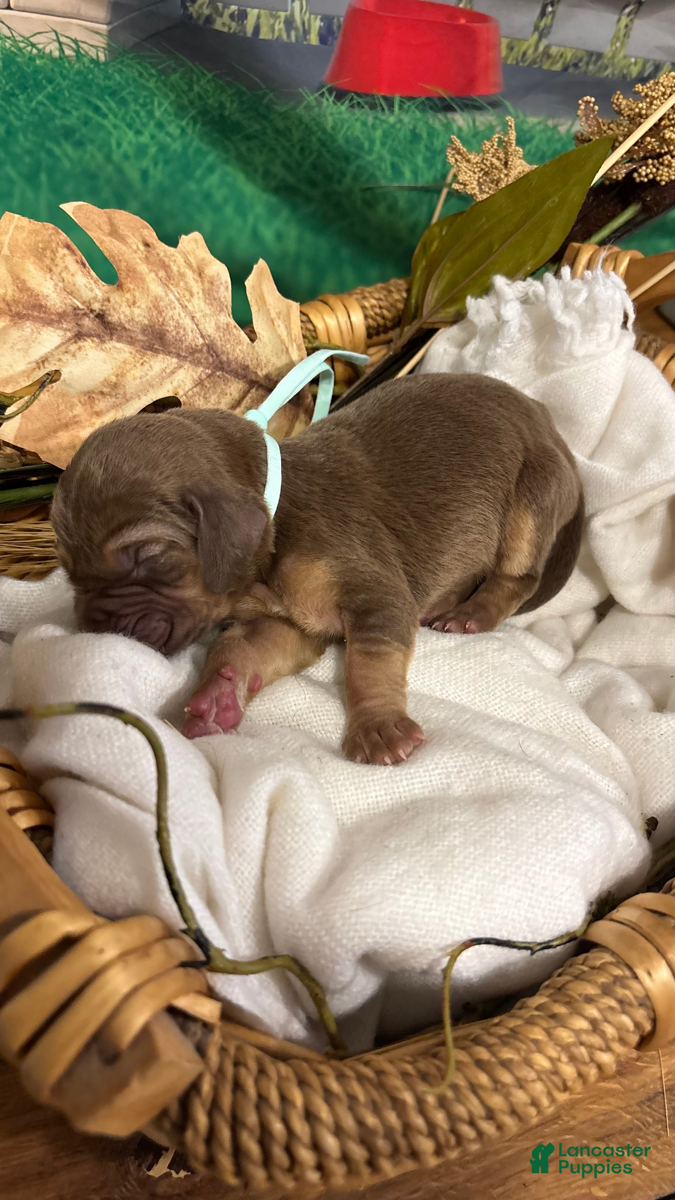 Bloodhound dogs Teal collar female  - Ad 1