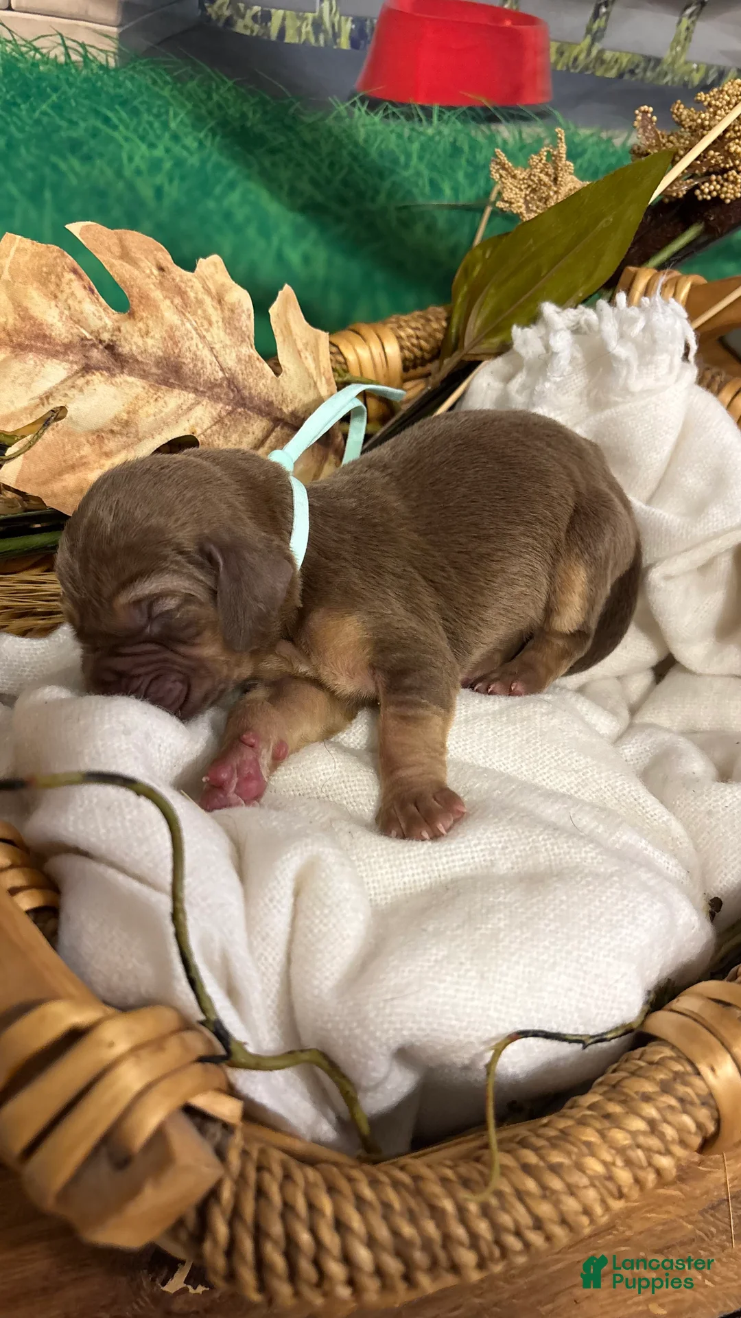 Bloodhound dogs for sale: Teal collar female  - Ad 1