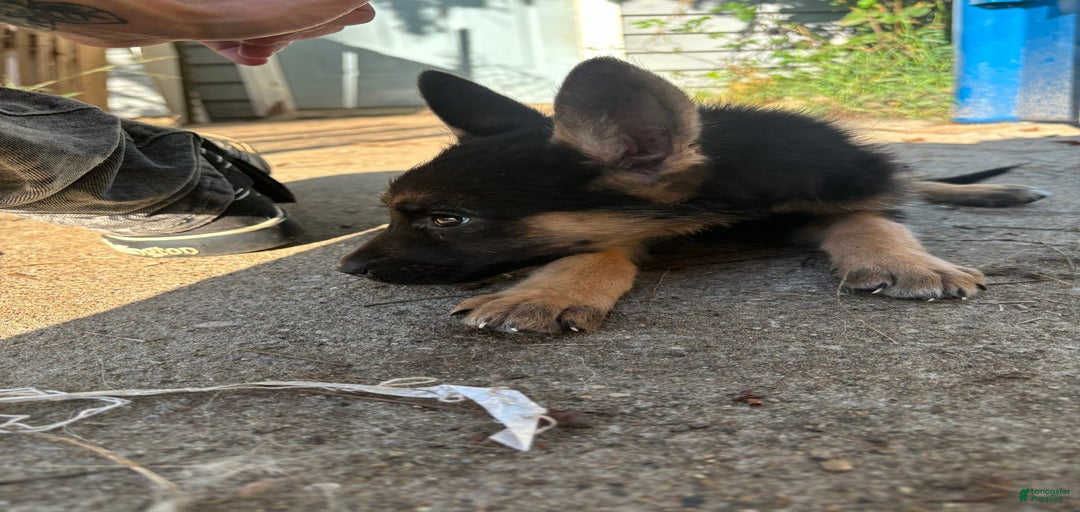 Gallery Image {{count}}