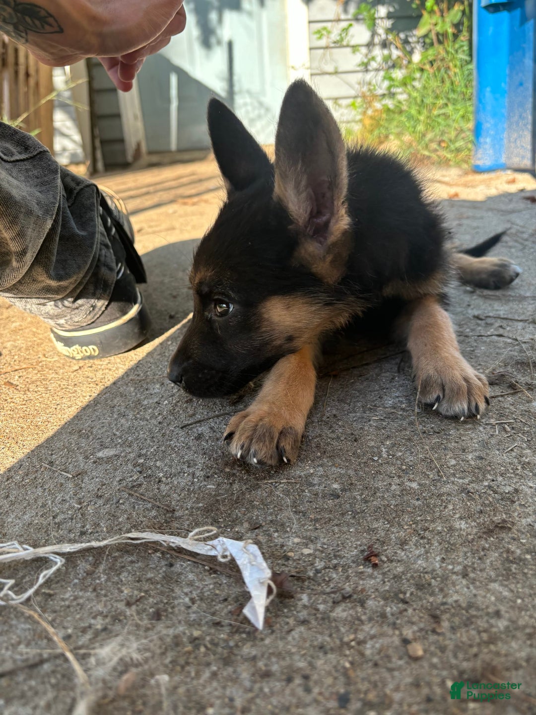 Gallery Image {{count}}