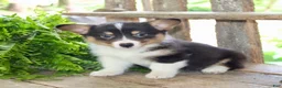 Mixed Breed dogs for sale: Ottis - Ad 4