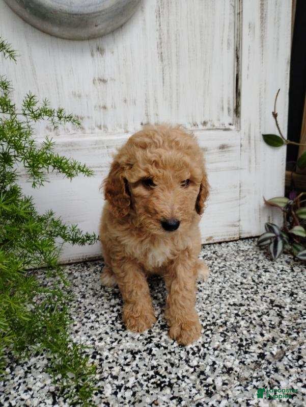 Mini Goldendoodle dogs Mini Goldendoodle 5 Mia - Ad 4