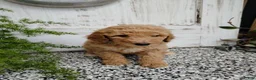 Mini Goldendoodle dogs for sale: Mini Goldendoodle 5 Mia - Ad 1