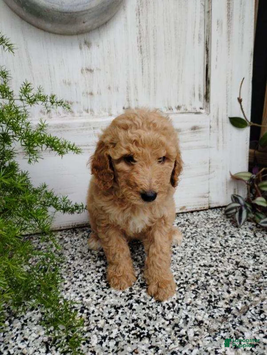 Mini Goldendoodle dogs for sale: Mini Goldendoodle 5 Mia - Ad 1
