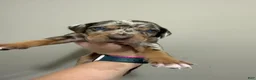 Catahoula Leopard Dog dogs for sale: Red Leopard Boy - Ad 3