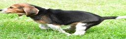 Beagle dogs for sale: Teddy - Ad 9