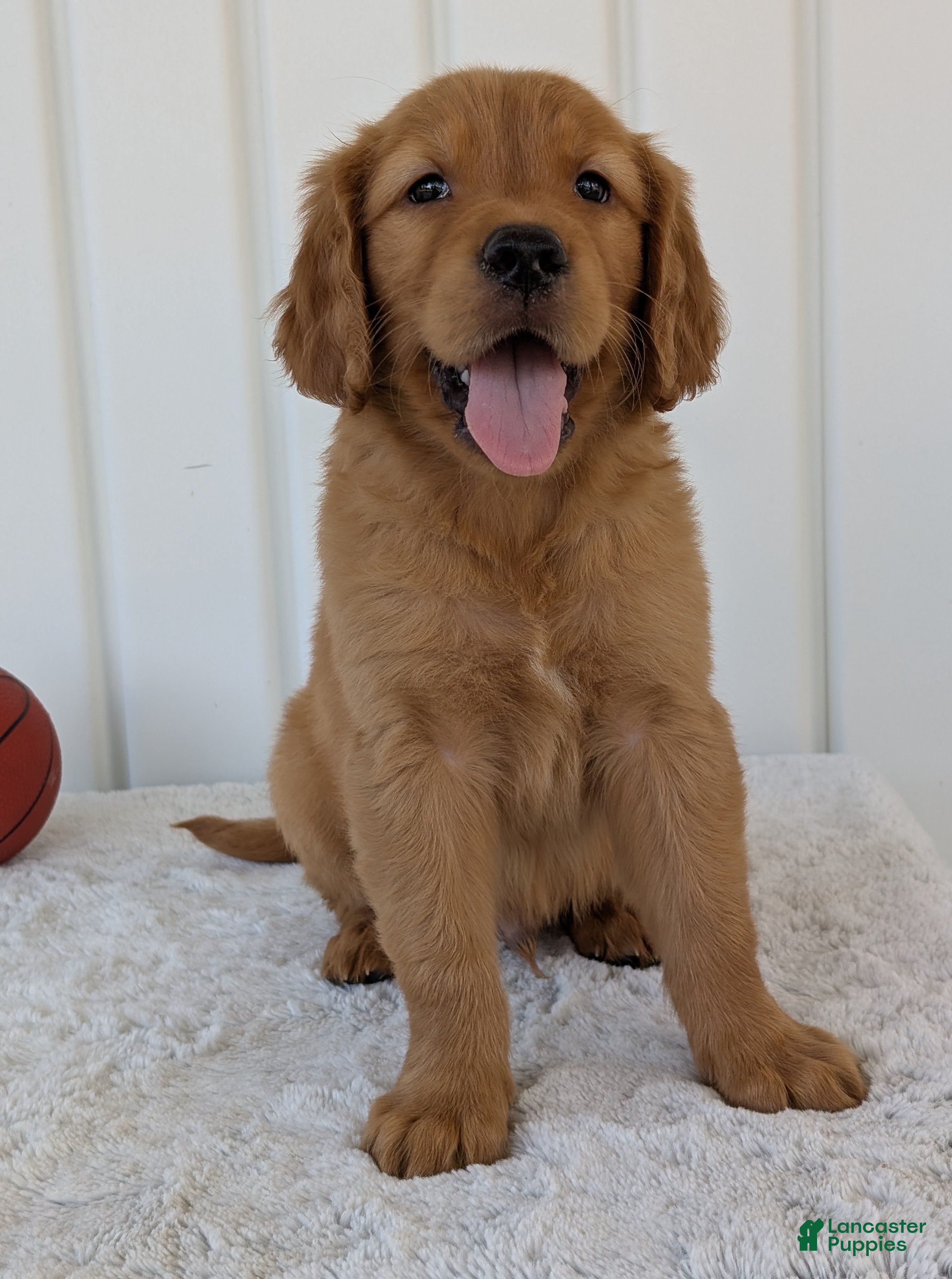 Red Golden Retriever Cute Dark Red Golden Retriever Puppies For