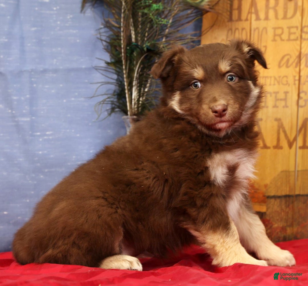 Miniature Australian Shepherd dogs for sale: Daisy - Ad 1