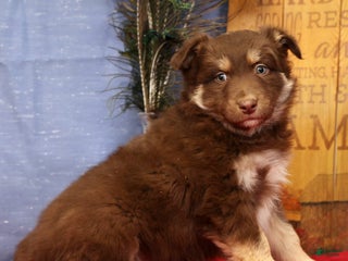 Miniature Australian Shepherd dogs Daisy - Ad 5