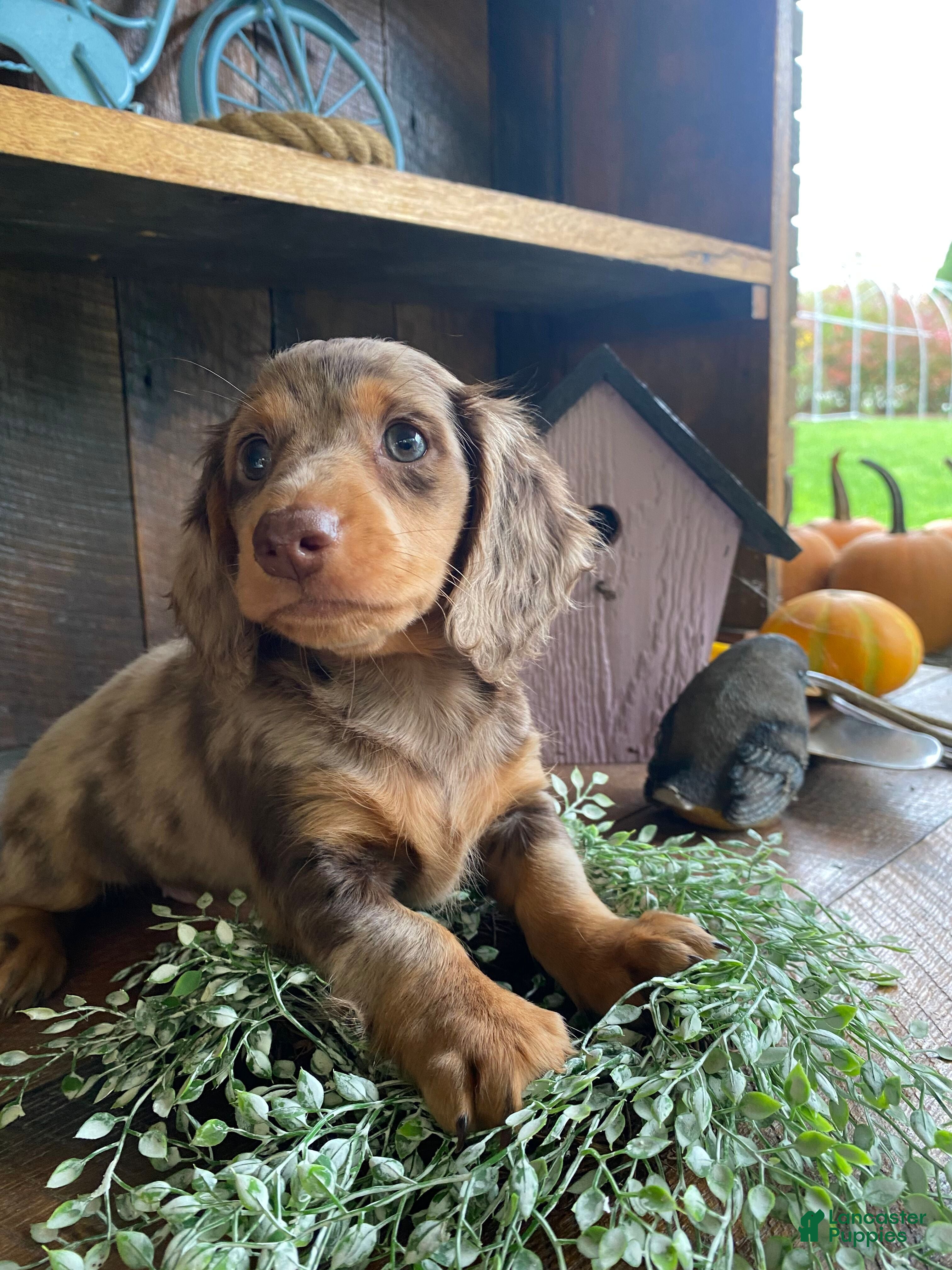 Miniature Dachshund dogs Stella - Ad 2