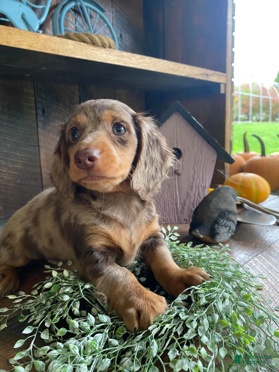 Miniature Dachshund dogs for sale: Stella - Ad 2