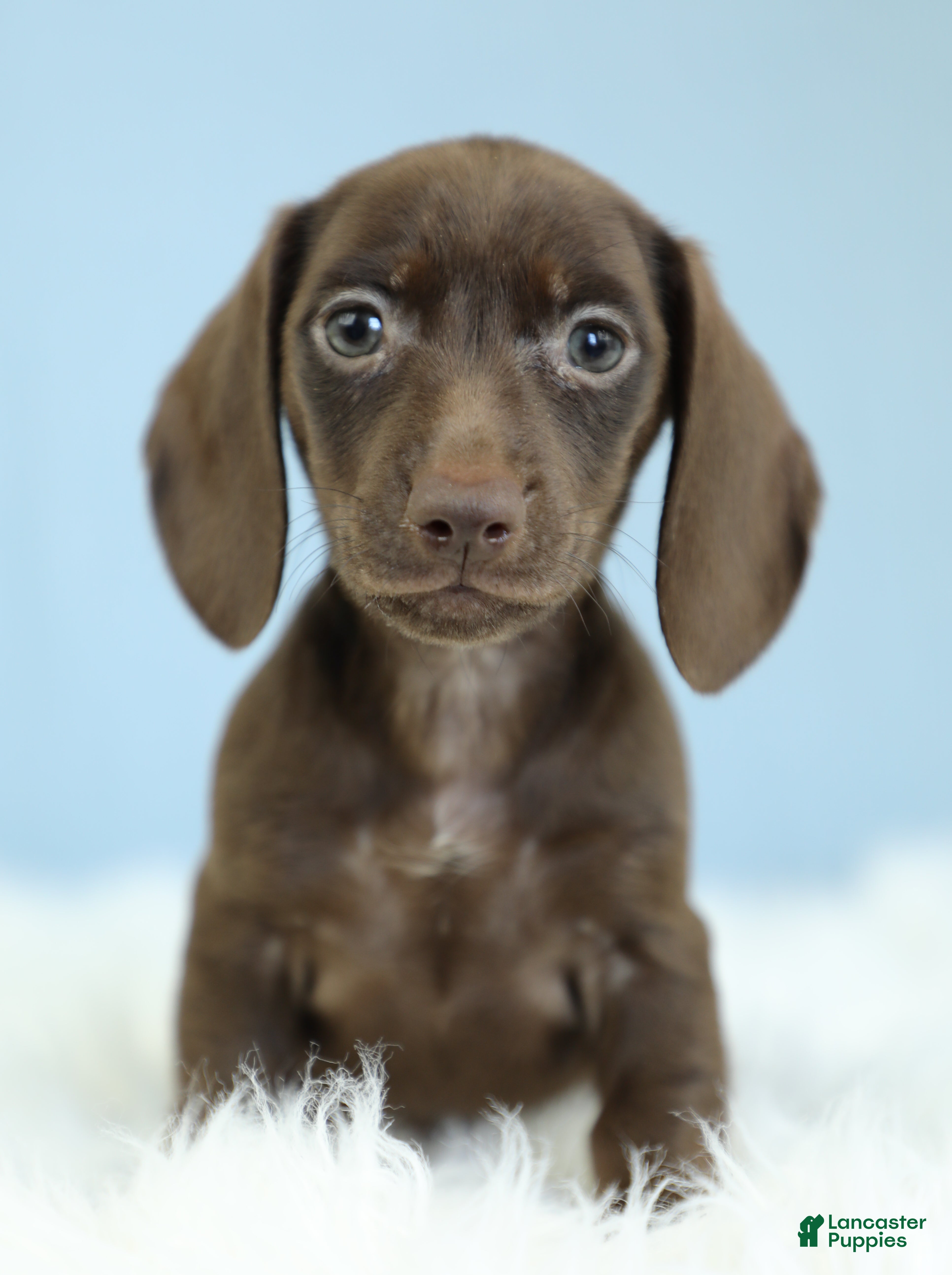 Dachshund dogs Ophelia 🌙 - Ad 2