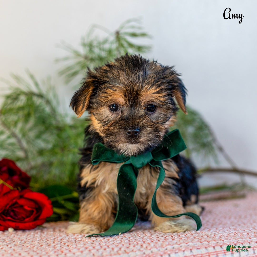 Morkie dogs for sale: Amy - Ad 4