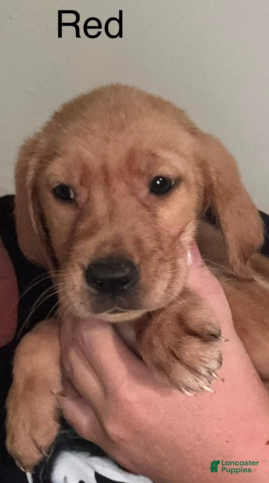 Golden Retriever dogs Red Golden Retriever 4 - Ad 39