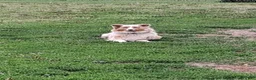 Australian Shepherd dogs for sale: Daisy  - Ad 7