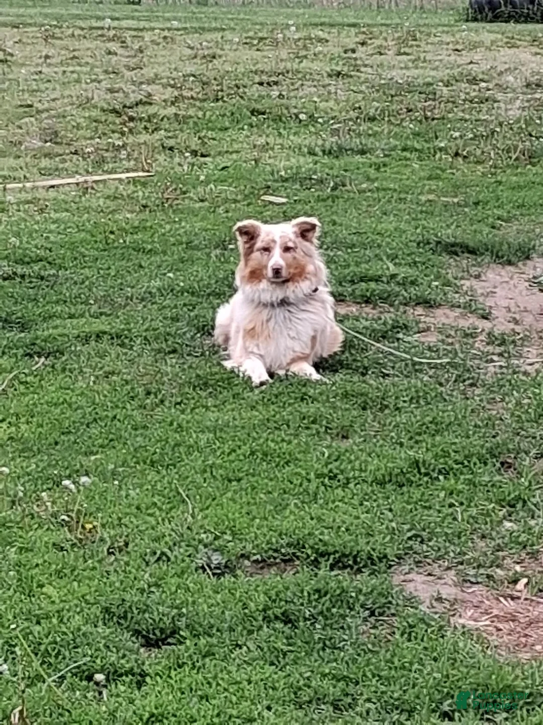 Australian Shepherd dogs for sale: Daisy  - Ad 7