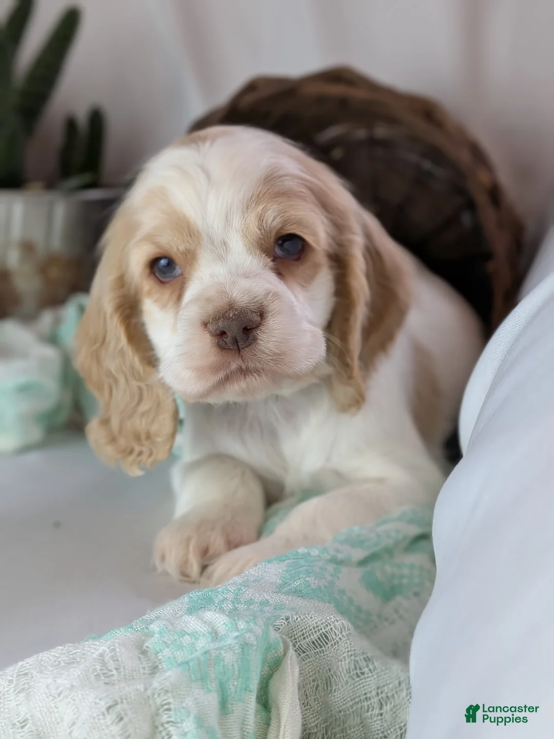 Cocker Spaniel dogs for sale: Zander  - Ad 5