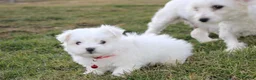 Maltese dogs for sale: Button  - Ad 14