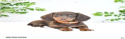 Miniature Dachshund dogs for sale: Manny - Ad 1