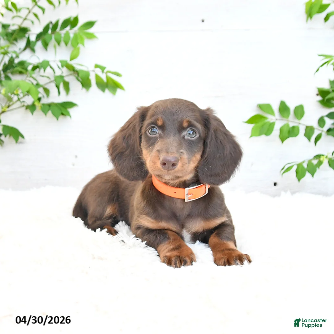Miniature Dachshund dogs for sale: Manny - Ad 1