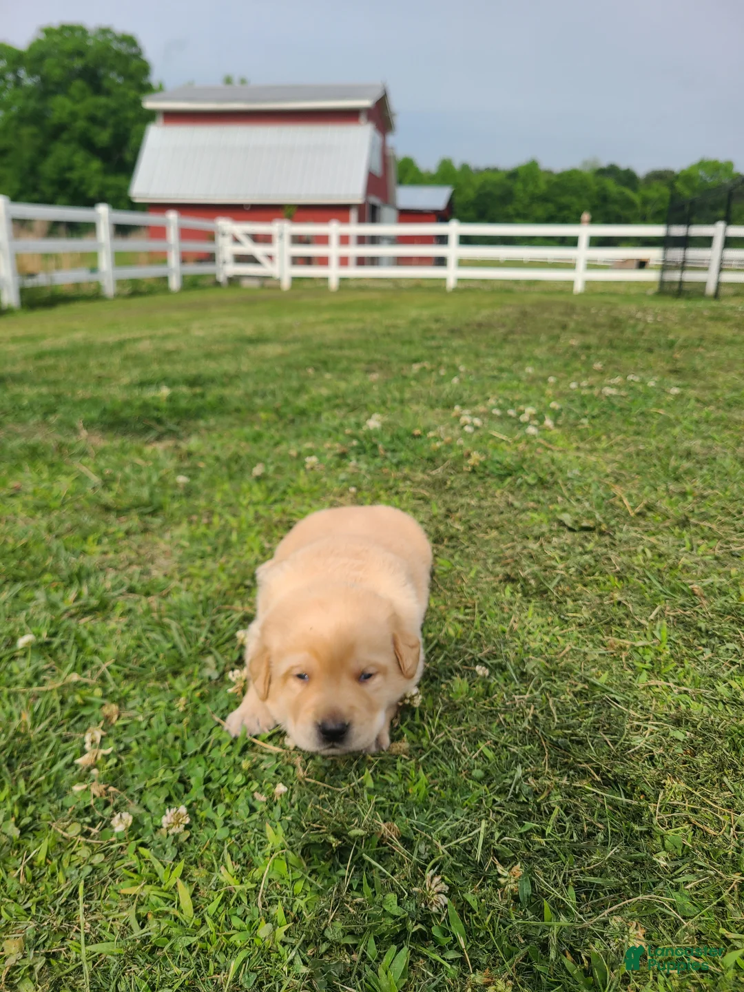 Labrador Retriever dogs for sale: Grey Male - Ad 1
