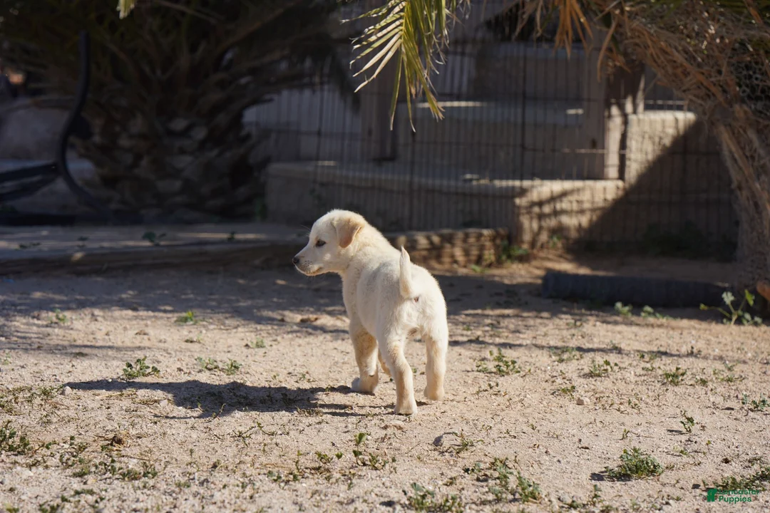 Mixed Breed dogs for sale: Toes M Lorek - Ad 19