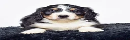 Bernedoodle dogs for sale: Mr. Howie - Ad 4