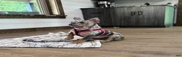 French Bulldog dogs for sale: Remny - Ad 3