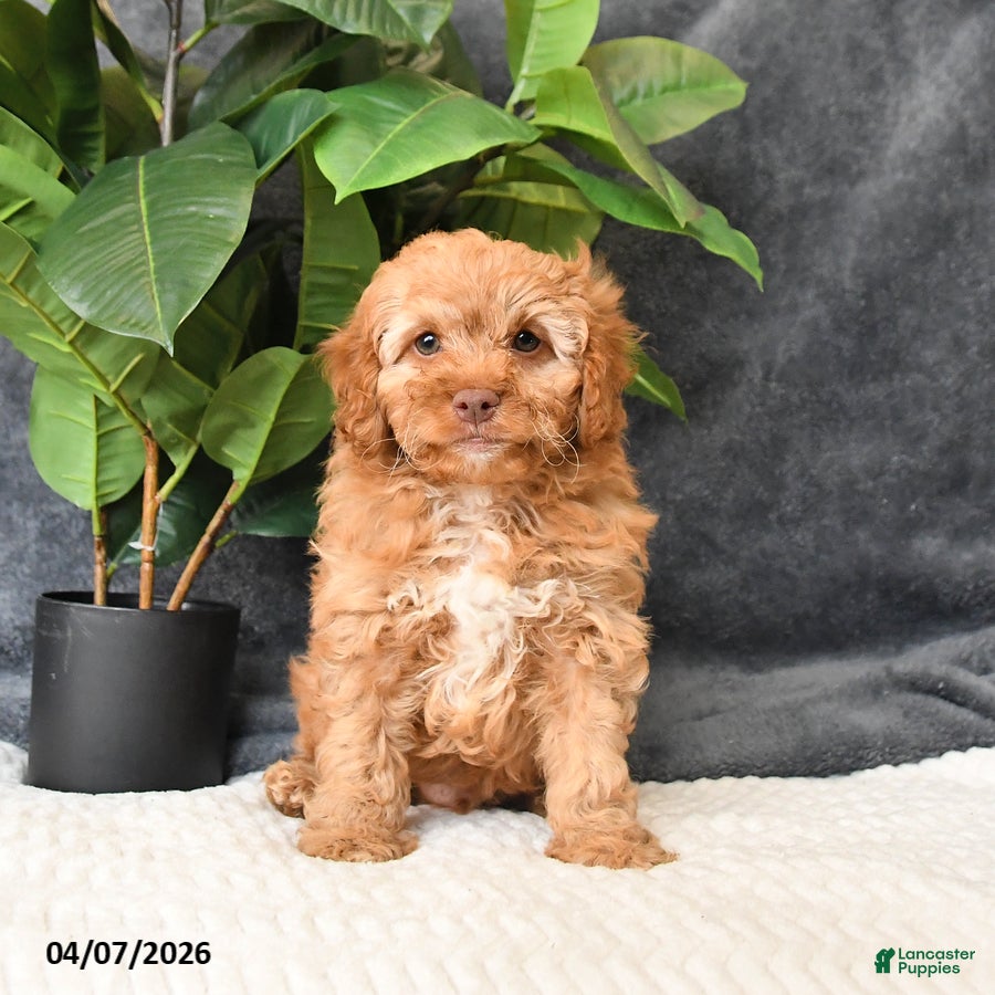 Cavapoo dogs Bailey - Ad 1