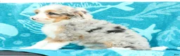Mini Bernedoodle dogs for sale: Beauty - Ad 6