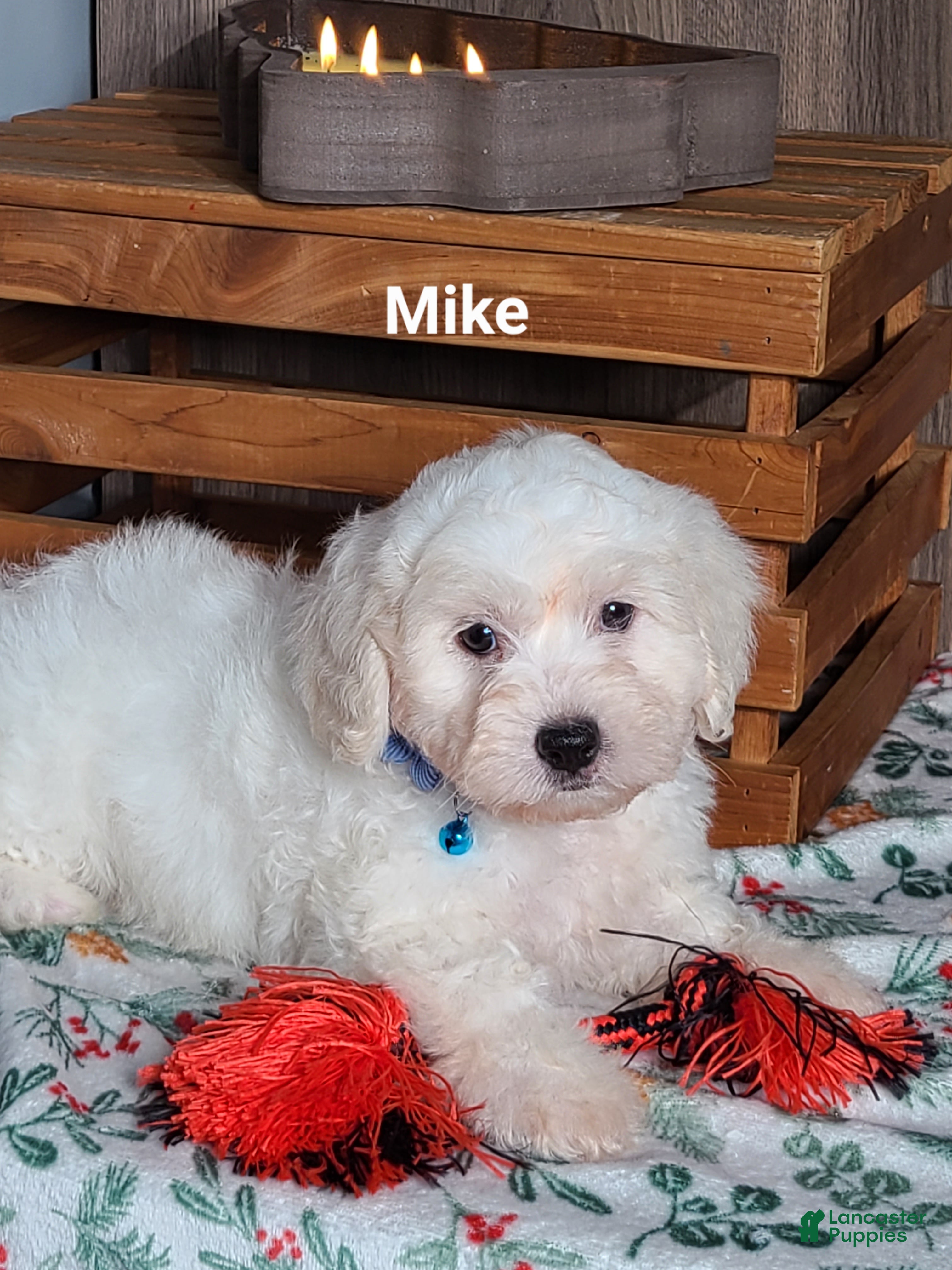 Teddy Bear dogs Mike  - Ad 9