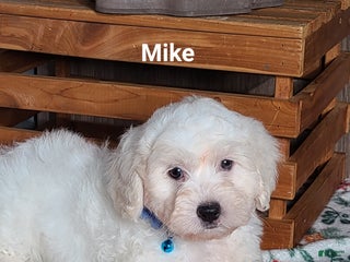 Teddy Bear dogs Mike - Ad 41