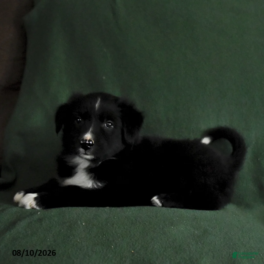 Mixed Breed dogs for sale: Bubbles - Ad 2