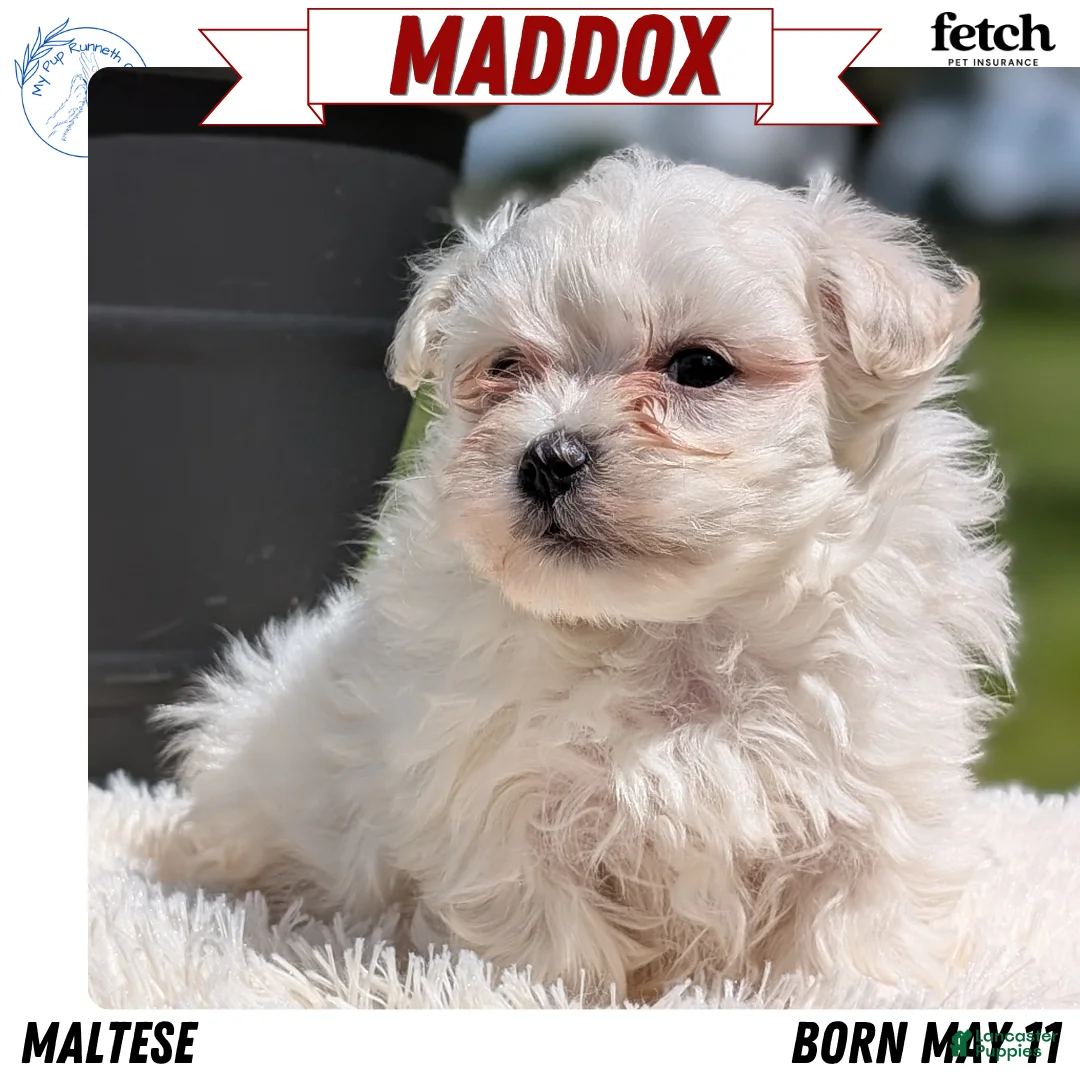 Maltese dogs for sale: Maddox - Ad 1